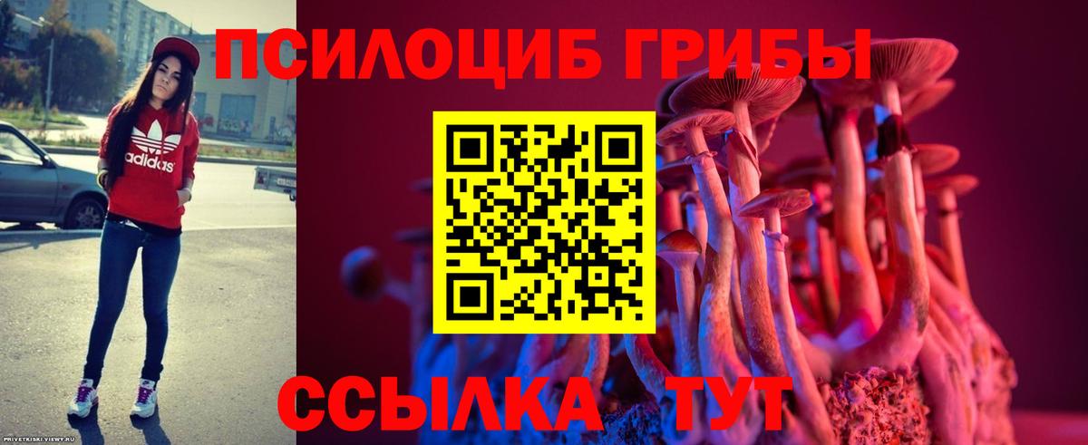 Псилоцибиновые грибы Psilocybe Бердск